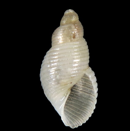 Amathinidae