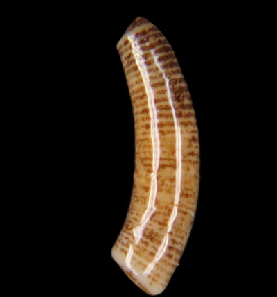 Caecidae