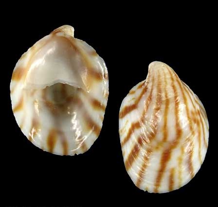 Calyptraeidae - S 147