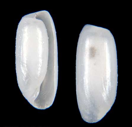 Cylichnidae