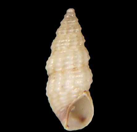 Diastomatidae