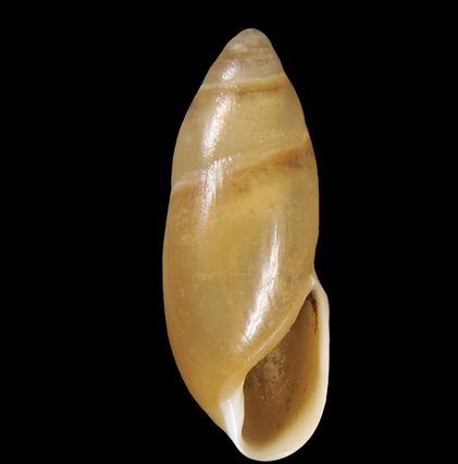Ferussaciidae