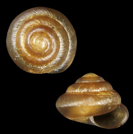 Helixarionidae