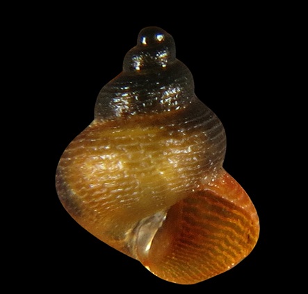 Hydrocenidae