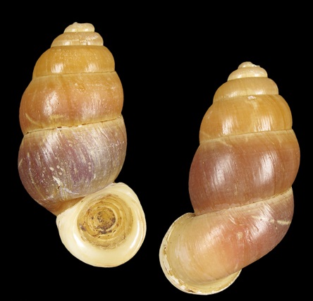 Megalomastomidae