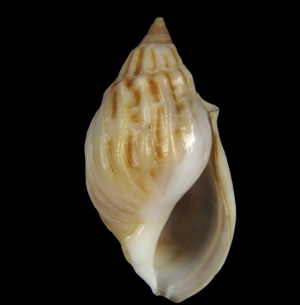 Melanopsidae