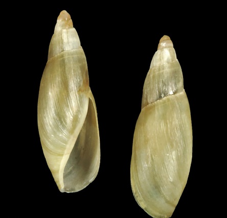 Oleacinidae