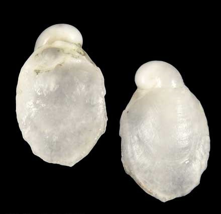 Parmacellidae