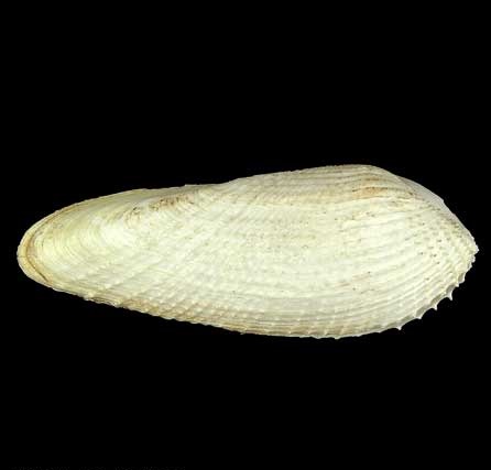 Pholadidae