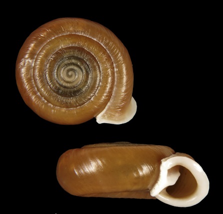 Plectopylidae