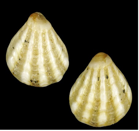Plicatulidae