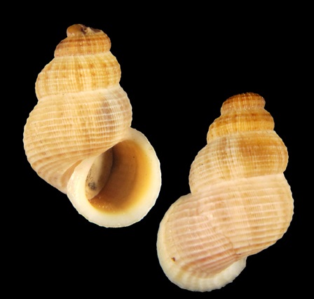 Pomatiidae