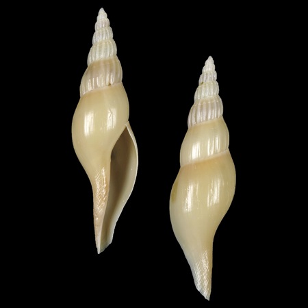 Ptychatracidae