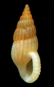 Rissoinidae - S 416a