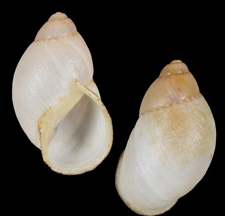 Strophocheilidae