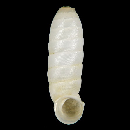 Urocoptidae