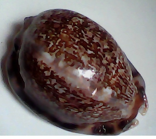 ✅Cypraea Arabica Asiatica forma Gibba 53,42-(620-4)