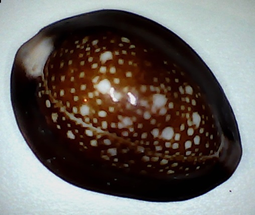 ✅Cypraea Caputserpentis 31,59-(79-7)