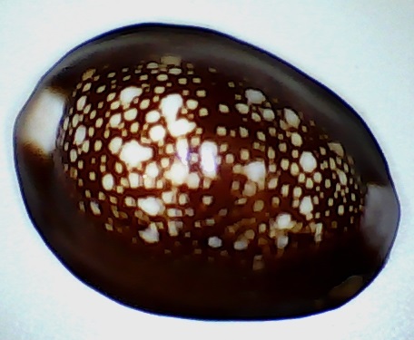 ✅Cypraea Caputserpentis 33,57-(106-18)