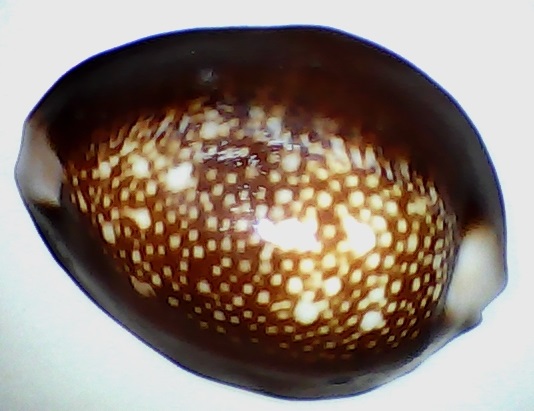 ✅Cypraea Caputserpentis 36,04-(81-4)