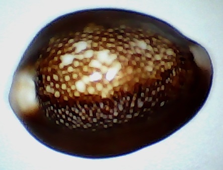 ✅Cypraea Caputserpentis 34,32-(64-99)