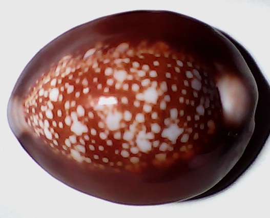 ✅Cypraea Caputserpentis 31,81-(f-34)