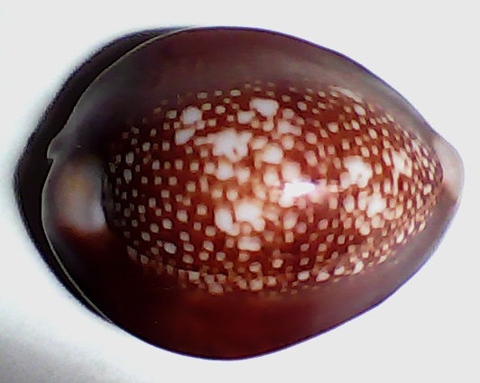 ✅Cypraea Caputserpentis 35,12-(f-55)