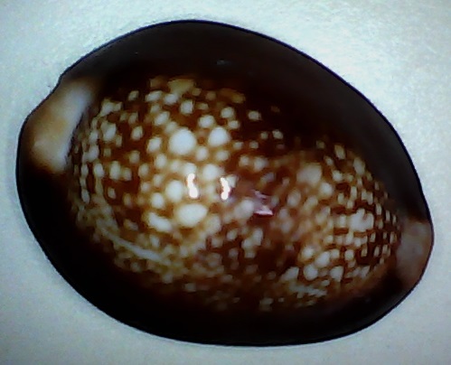 ✅Cypraea Caputserpentis 31,57-(f-12)