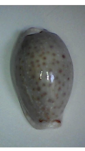 ✅Cypraea Boivini 27,52 - (a25) - conchiglie shell