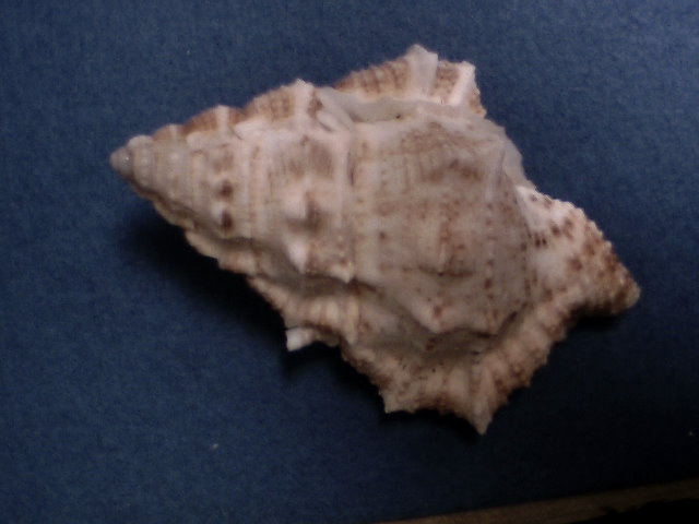 Bufonaria Ignobilis (A439-2-S 140)