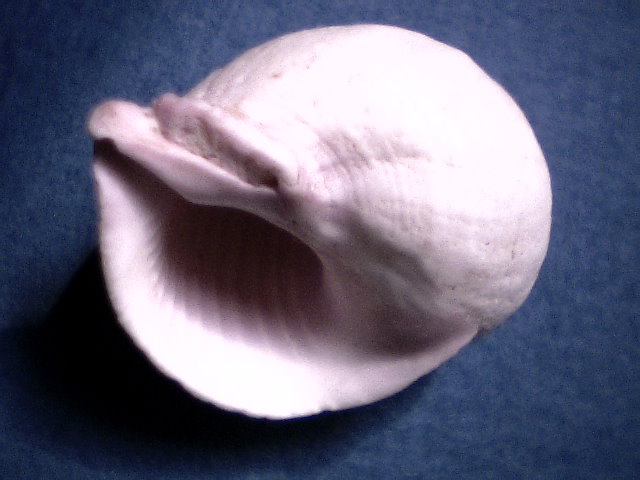 Coralliophila Violacea .(A205-2-S 181)