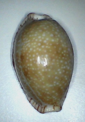 ✅Cypraea Erosa 31,03-(a79)