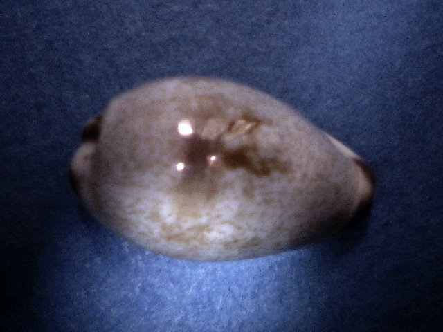 ✅Cypraea Gracilis  20,98- (A359-10)