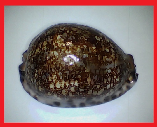 ✅Cypraea Arabica Immanis  87,58- (548-2)