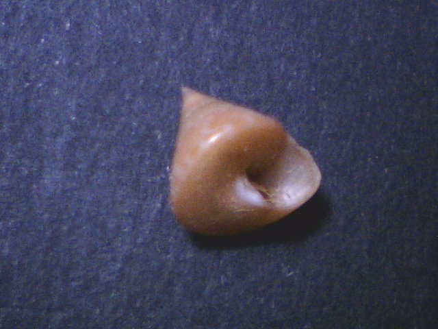 Calliostoma Laugieri  (897-1-S 146)