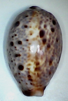 ✅Cypraea Lynx 36,07-(129-17)