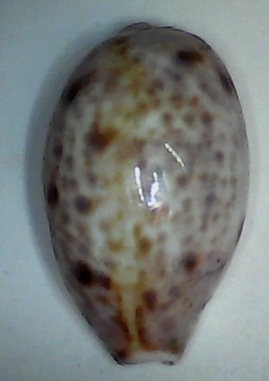 ✅Cypraea Lynx 33,62-(138-9)