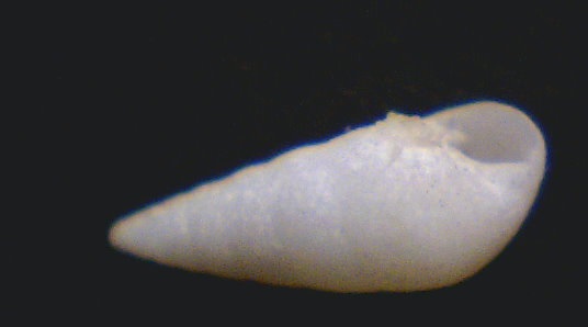 Melanella Polita (347-1-S 306)