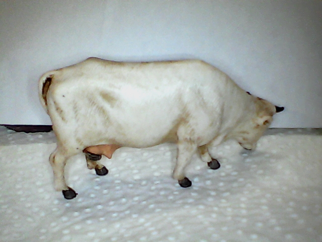 Mucca