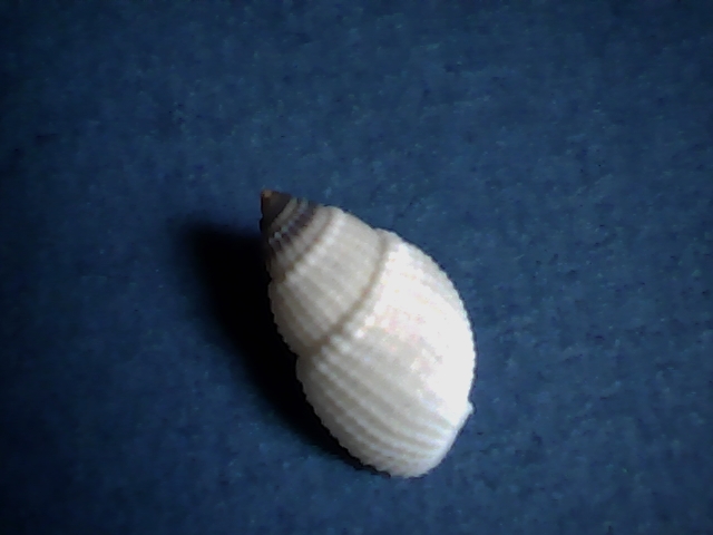 Nassarius Albescens 12,90 (E99-15-S 325)