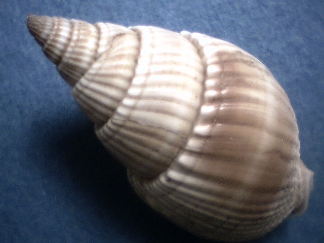 Nassarius Castus (A198-1-S 325)