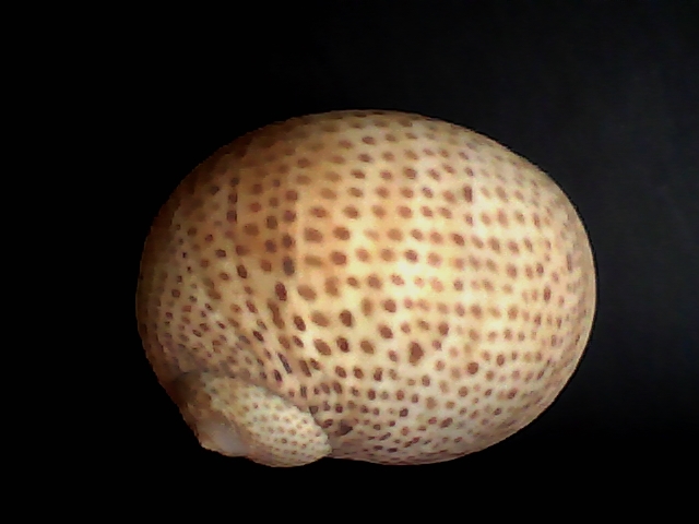 Naticarius Millepunctatus (ab502-S 326)