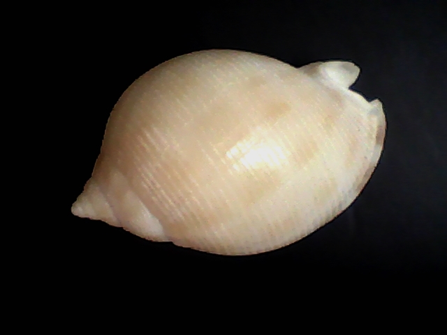 Semicassis Saburon (ab504-S 154)