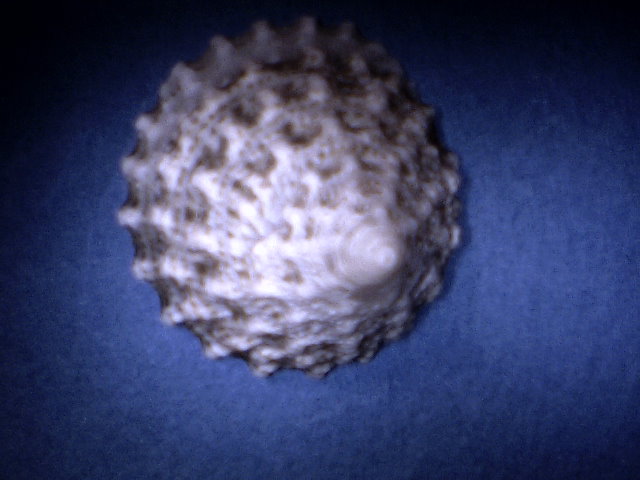 Tectus Fenestratus (A326-1-S 468)