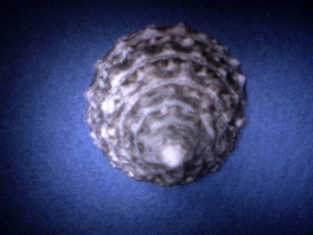 Tectus Fenestratus  (A333-3-S 468)