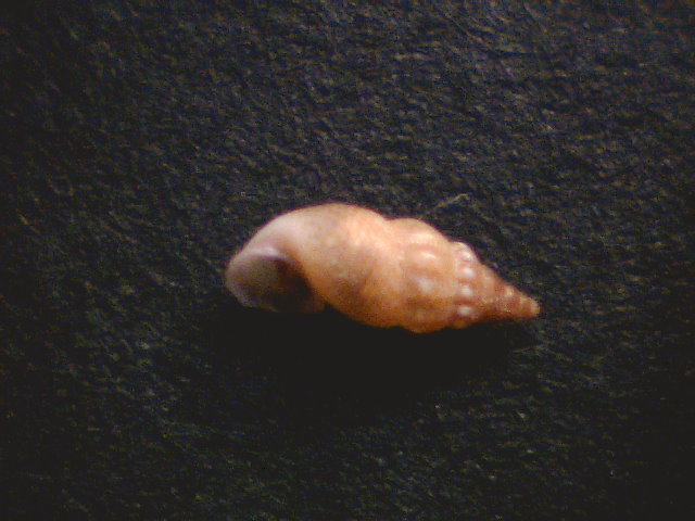 Tricolia Speciosa (337-1-S 364)