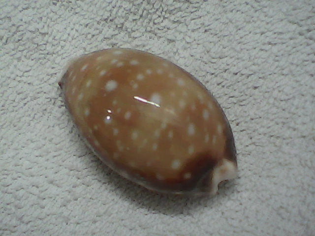 ✅Cypraea Vitellus  59,73-(B621-19)-