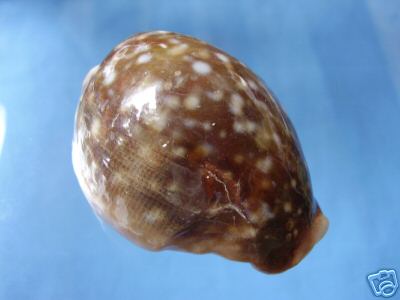 ✅Cypraea Vitellus  59,51-(725-14)-